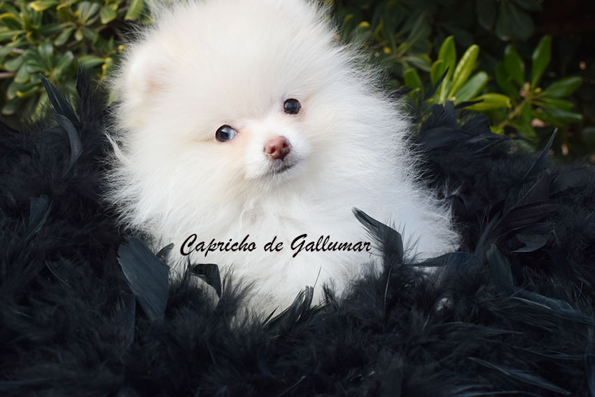 DSC_0006 copia Gallumar - Cria especializada y exclusiva de las razas Caniche Toy, Pomerania, y Shih tzu