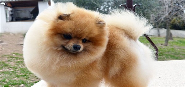 1-2 Características del pomerania miniatura