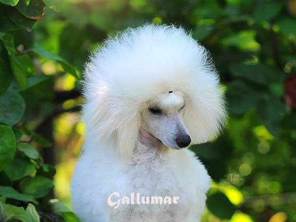 Ch.Russia y Ch. RKF Cherish Diamond Pin up Caniche toy Blanca Ch.Russia y Ch. RKF Cherish Diamond Pin up Caniche toy Blanca