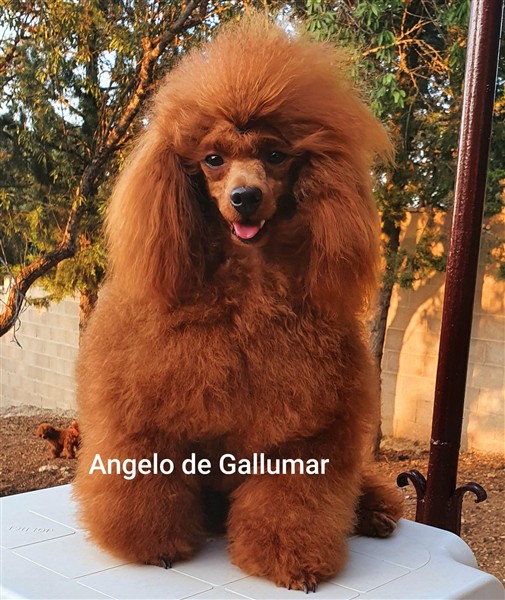 Angelo de Gallumar Caniche toy color rojo Angelo de Gallumar Caniche toy color rojo