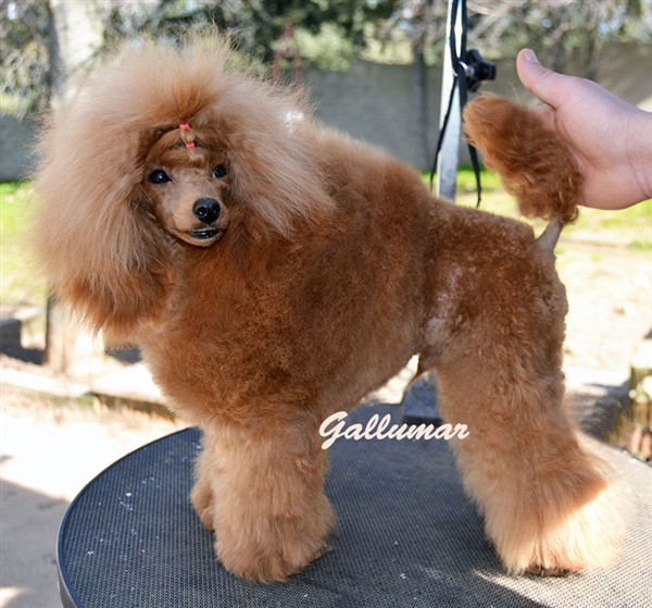 Golden Strick Jon Nieve Color apricot