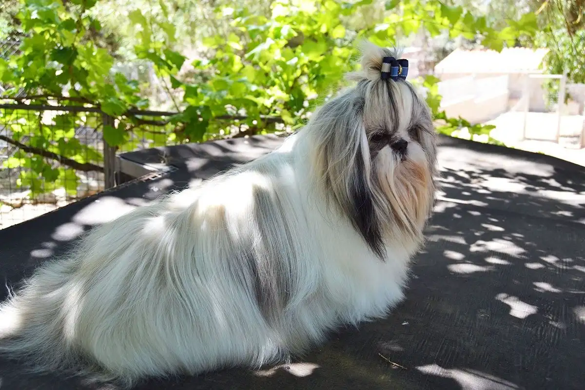 18 Blog sobre perros - Gallumar