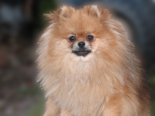 Gallumar - Cria especializada y exclusiva de las razas Caniche Toy, Pomerania, y Shih tzu