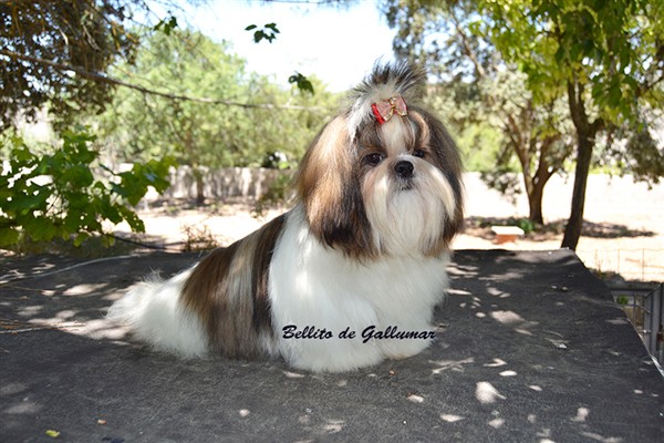 Gallumar - Cria especializada y exclusiva de las razas Caniche Toy, Pomerania, y Shih tzu