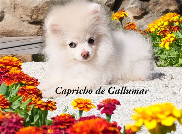 Capricho de Gallumar Gallumar - Cria especializada y exclusiva de las razas Caniche Toy, Pomerania, y Shih tzu