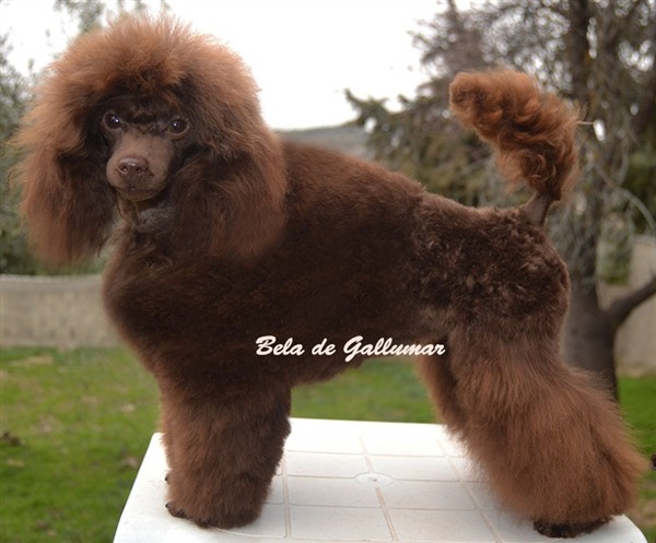 Bela de Gallumar Caniche toy chocolate Bela de Gallumar Caniche toy chocolate