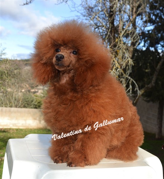 Valentina de Gallumar Caniche toy Roja