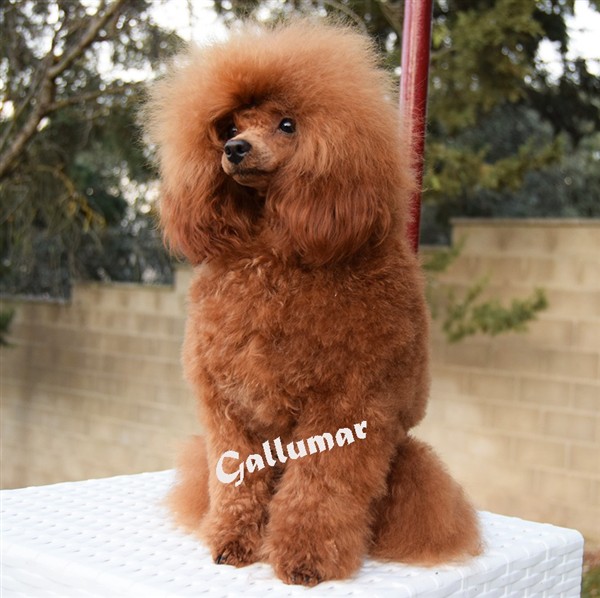Golden Strick Rony Caniche toy color rojo Golden Strick Rony Caniche toy color rojo