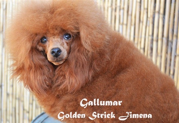 Golden Strick Jimena Caniche toy Roja Golden Strick Jimena Caniche toy Roja