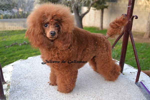 Juliette de Gallumar Caniche toy Roja