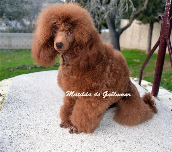 Matilda de Gallumar Caniche toy Roja Matilda de Gallumar Caniche toy Roja