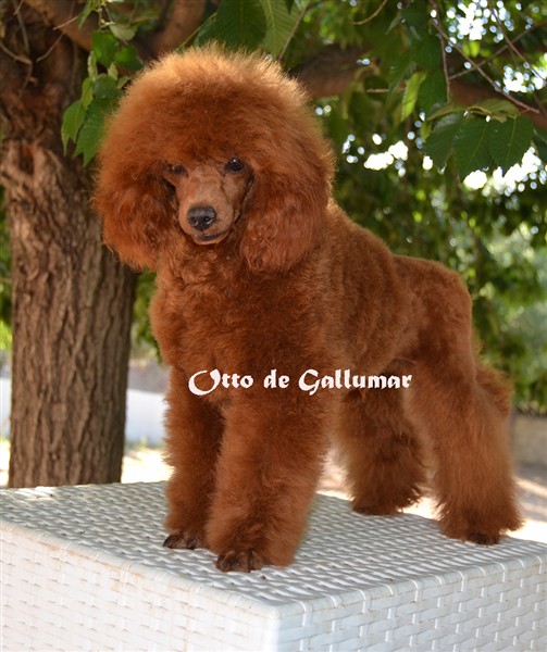 Otto de Gallumar Caniche toy color rojo