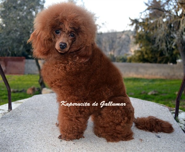 Kaperucita de Gallumar Caniche toy Roja