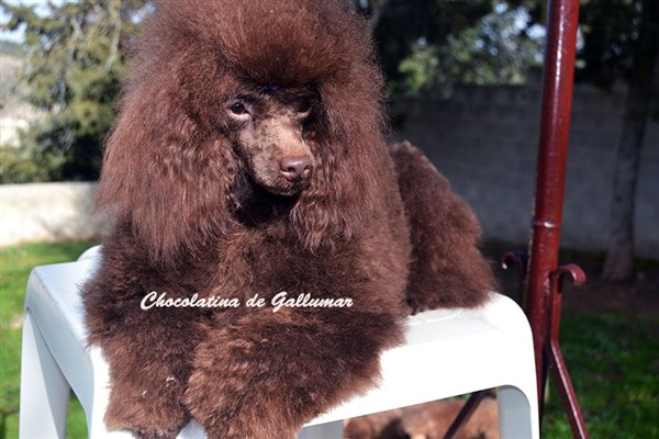 Chocolatina de Gallumar Caniche toy Chocolate