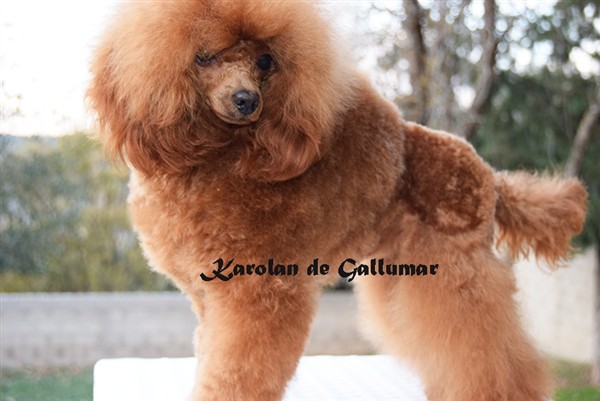 Karolann de Gallumar Caniche toy Roja Karolann de Gallumar Caniche toy Roja