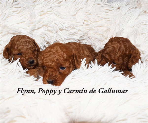 Caniche Toy emocionalmente equilibrado y sociable