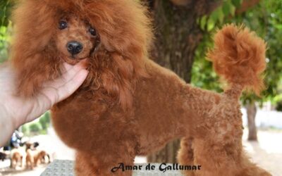 Coprofagia en cachorros: causas y soluciones