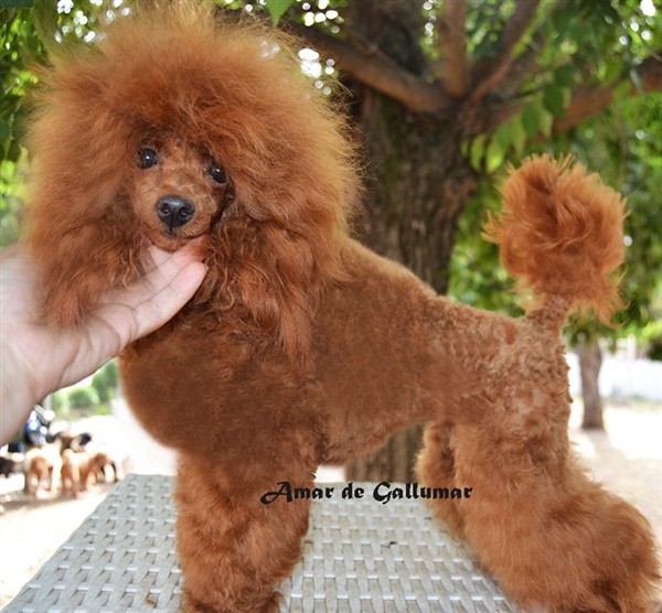 Amar de Gallumar Caniche toy roja Amar de Gallumar Caniche toy roja