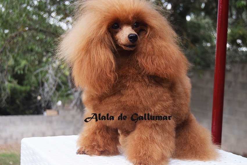 Alala de Gallumar Caniche toy Roja Alala de Gallumar Caniche toy Roja