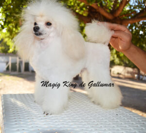El caniche toy suelta pelo