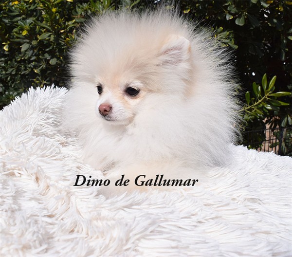Dimo de Gallumar Gallumar - Cria especializada y exclusiva de las razas Caniche Toy, Pomerania, y Shih tzu
