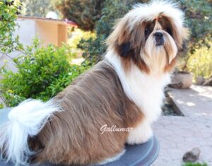 Shih tzu no suelta pelo