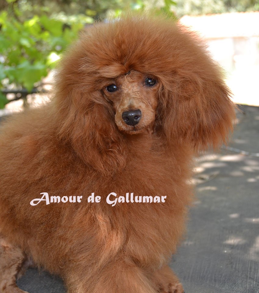 Amour de Gallumar Caniche toy color rojo