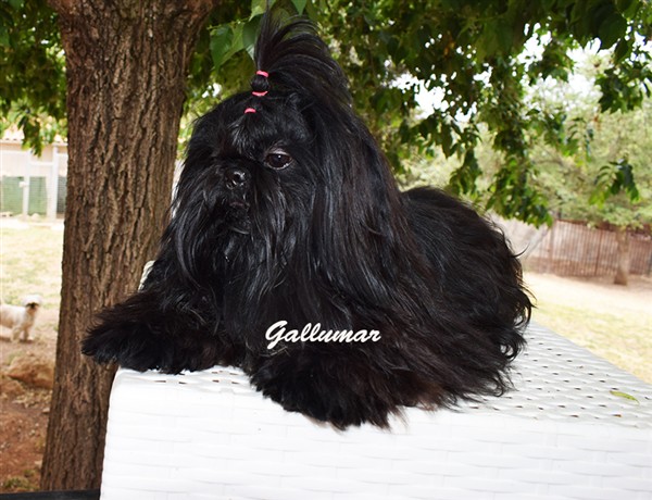 Blue de Gallumar