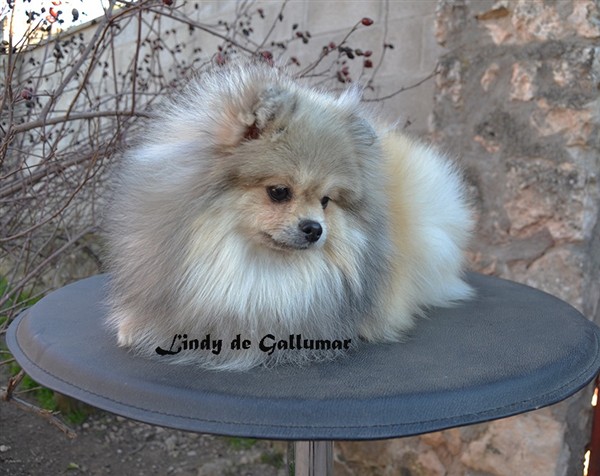 Gallumar - Cria especializada y exclusiva de las razas Caniche Toy, Pomerania, y Shih tzu