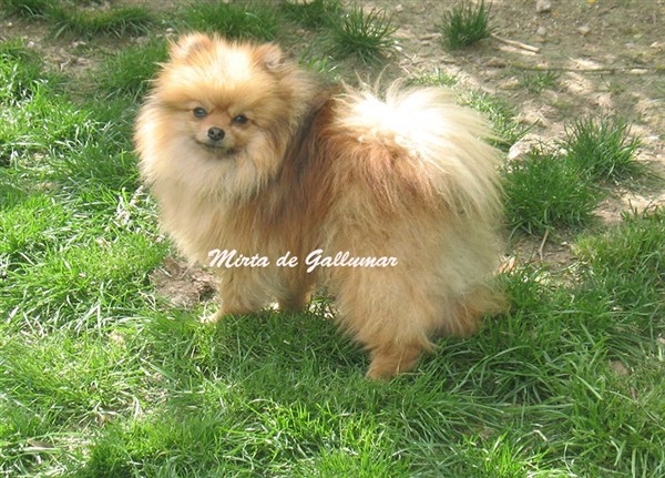 Gallumar - Cria especializada y exclusiva de las razas Caniche Toy, Pomerania, y Shih tzu