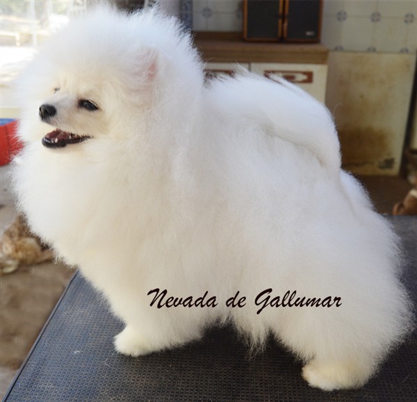 Gallumar - Cria especializada y exclusiva de las razas Caniche Toy, Pomerania, y Shih tzu