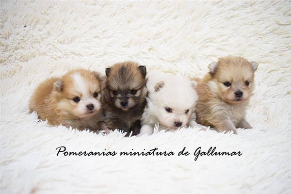 Gallumar - Cria especializada y exclusiva de las razas Caniche Toy, Pomerania, y Shih tzu