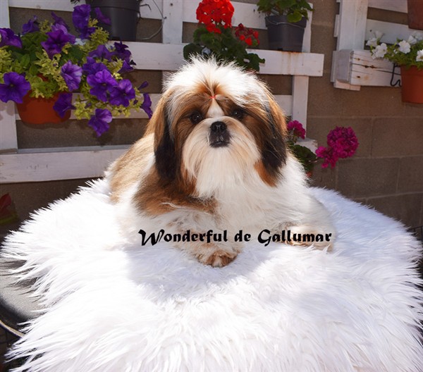 Gallumar - Cria especializada y exclusiva de las razas Caniche Toy, Pomerania, y Shih tzu