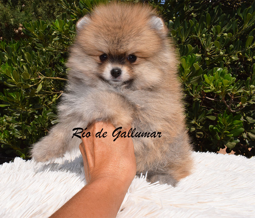 DSC_0010 copia cachorros pomerania miniatura