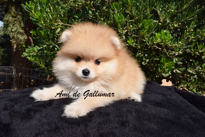 DSC_0015 copia cachorros pomerania miniatura