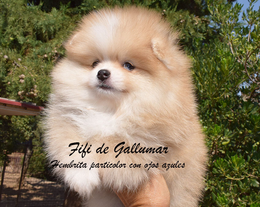 cachorros pomerania miniatura