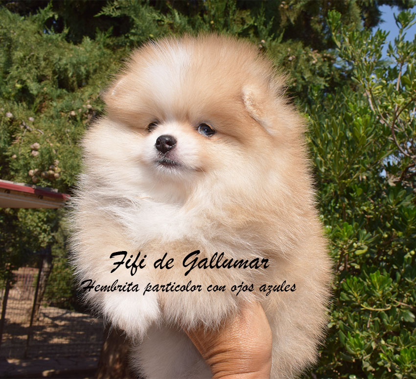 DSC_0047 copia cachorros pomerania miniatura
