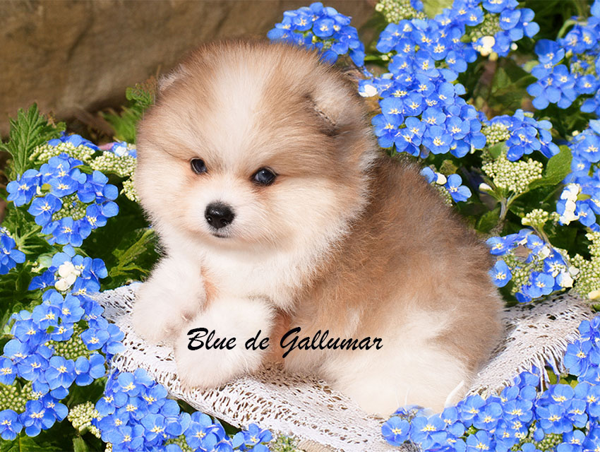 DSC_0048 copia 2 Gallumar - Cria especializada y exclusiva de las razas Caniche Toy, Pomerania, y Shih tzu
