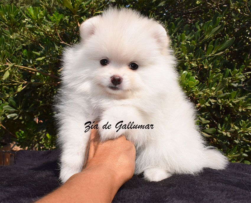 DSC_0056 copia cachorros pomerania miniatura