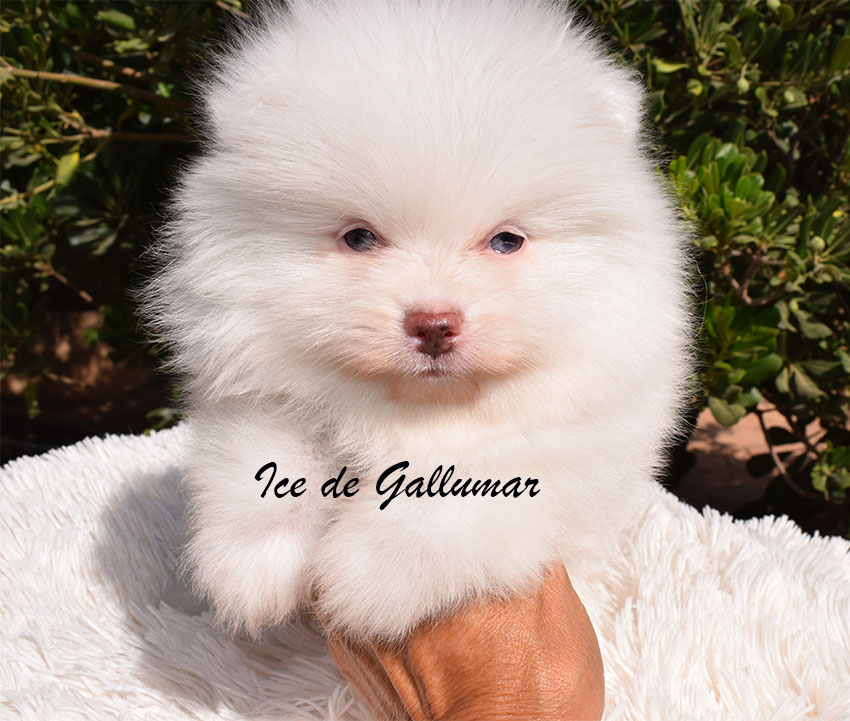DSC_0062 copia Gallumar - Cria especializada y exclusiva de las razas Caniche Toy, Pomerania, y Shih tzu