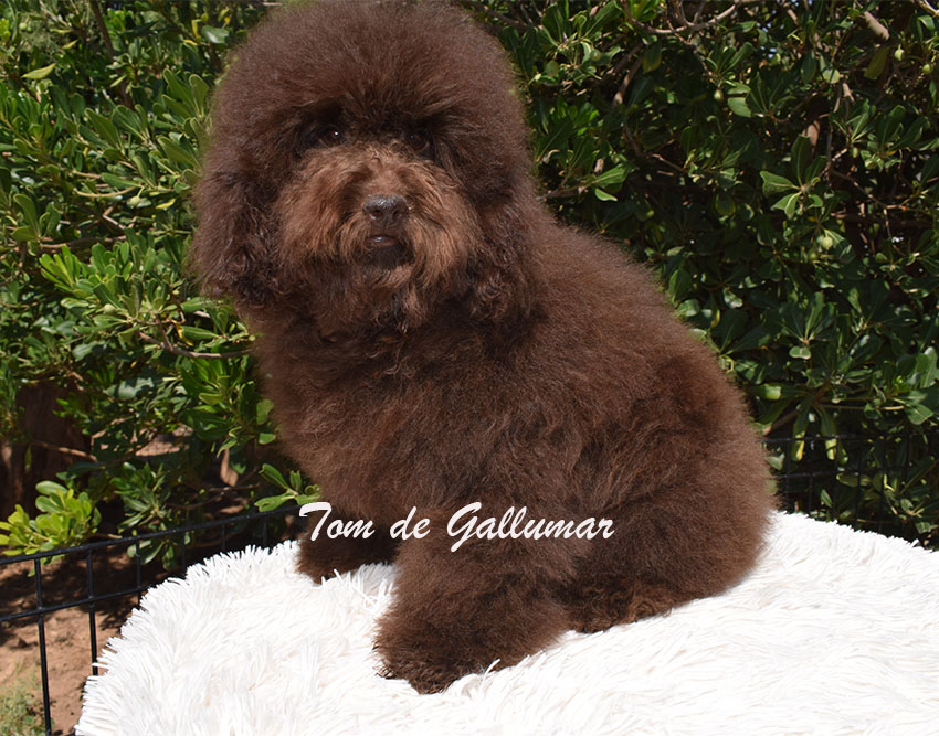cachorros caniche toy