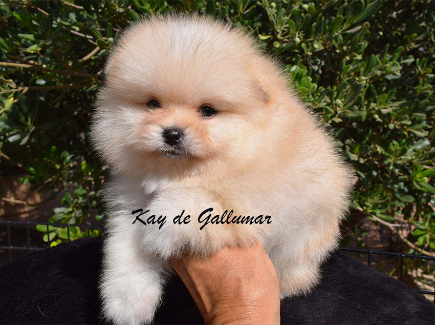DSC_0077 copia cachorros pomerania