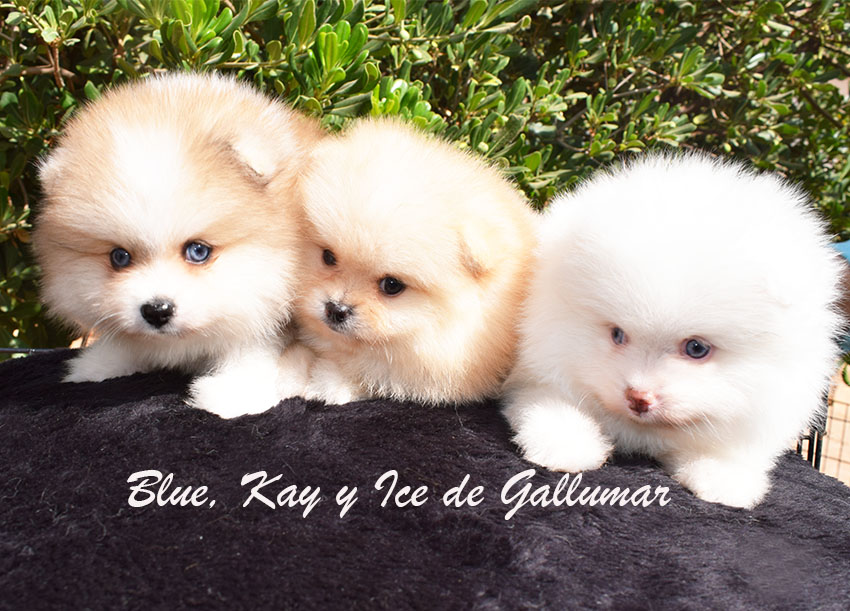 DSC_0087 copia Gallumar - Cria especializada y exclusiva de las razas Caniche Toy, Pomerania, y Shih tzu
