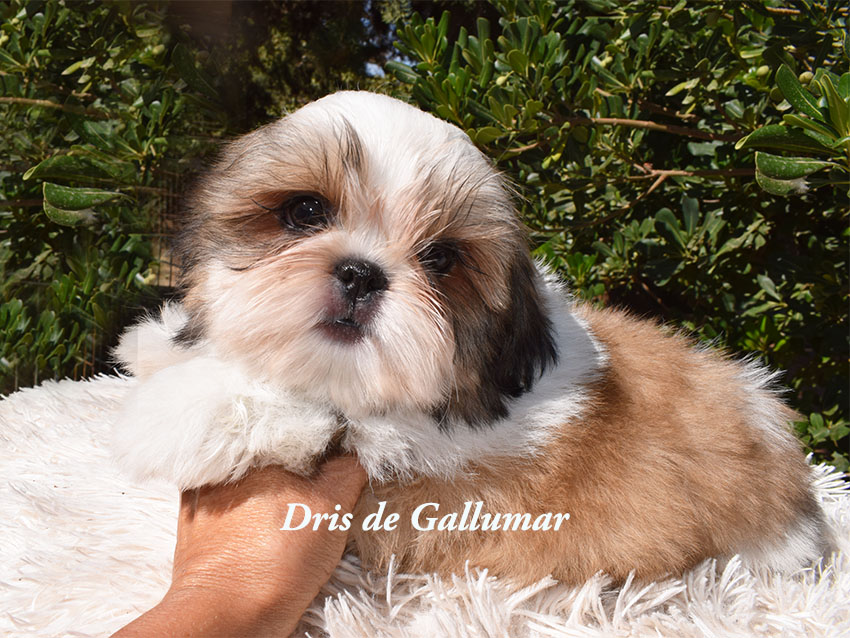 Shih Tzu familiar de Gallumar criado con amor y socialización temprana