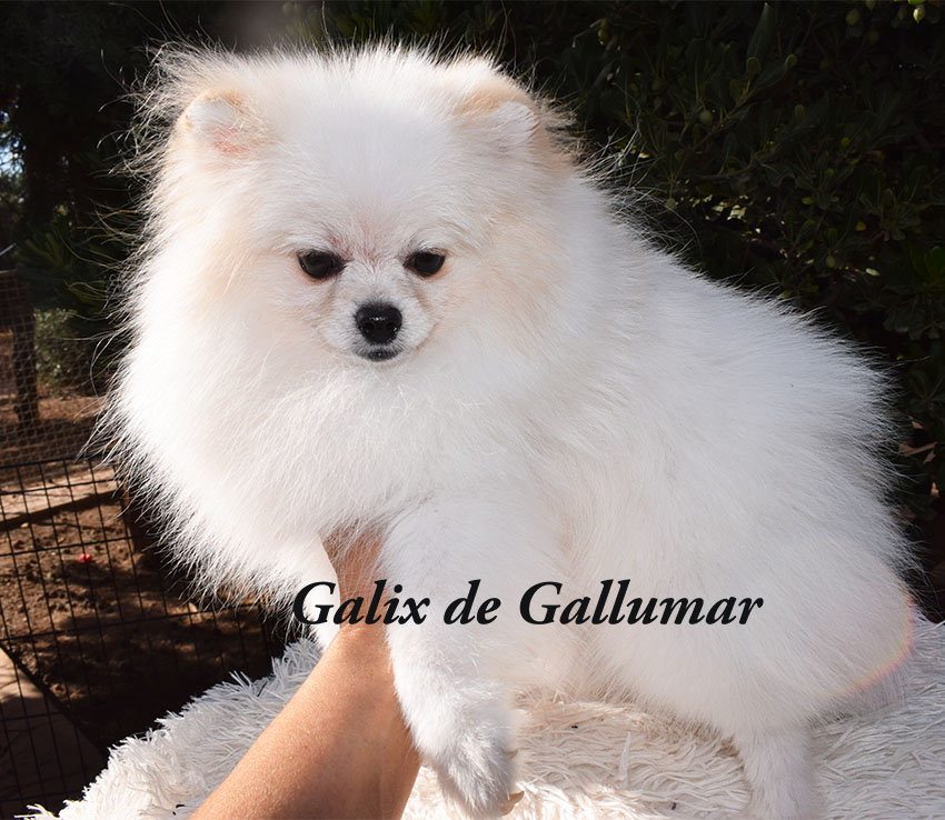 Gallumar - Cria especializada y exclusiva de las razas Caniche Toy, Pomerania, y Shih tzu