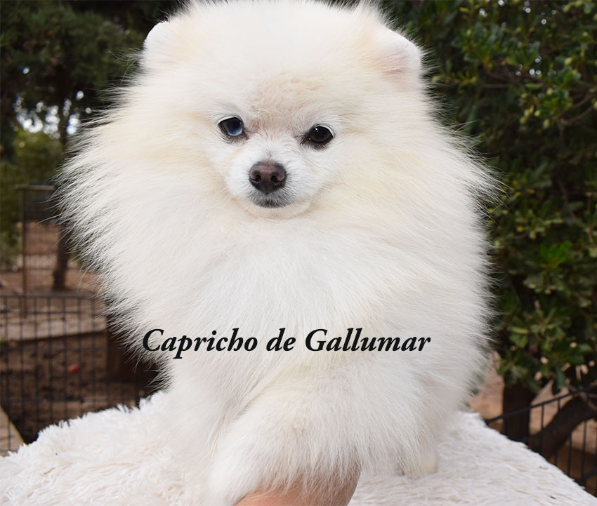 Gallumar - Cria especializada y exclusiva de las razas Caniche Toy, Pomerania, y Shih tzu