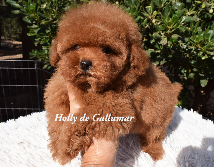cachorros de caniche toy
