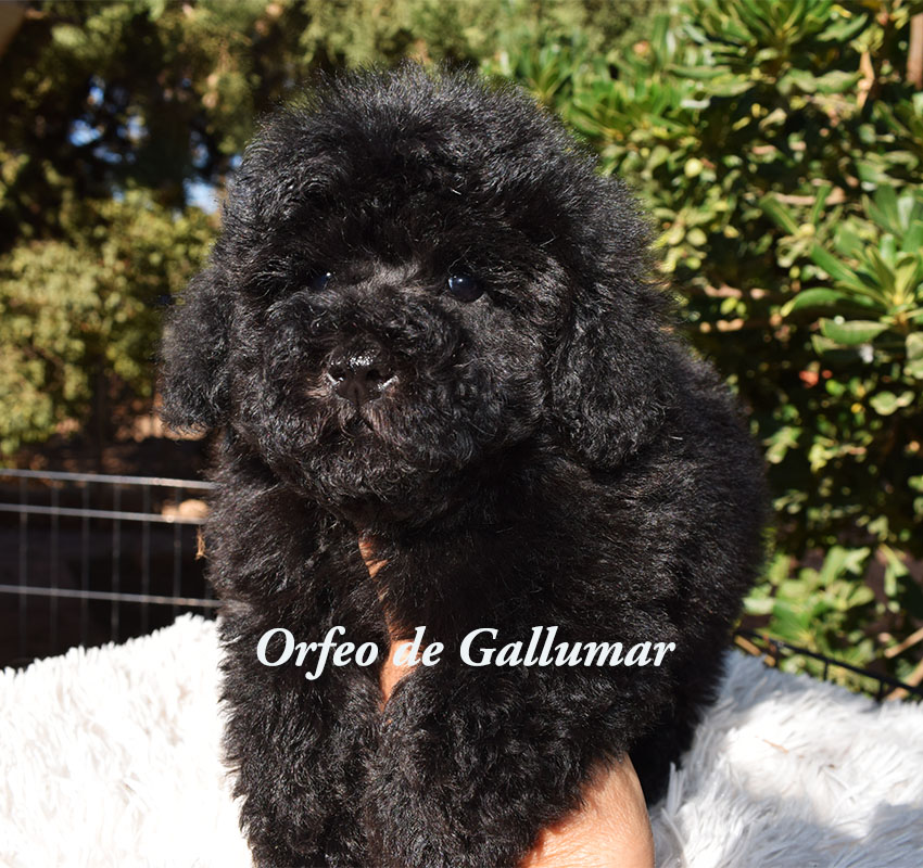 cachorros caniche toy