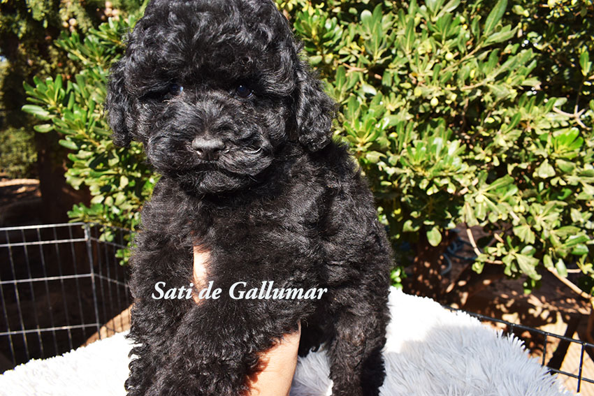cachorros de caniche toy