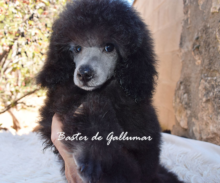 Gallumar - Cria especializada y exclusiva de las razas Caniche Toy, Pomerania, y Shih tzu